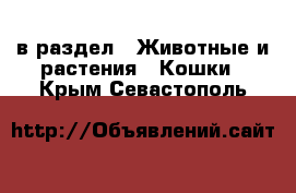  в раздел : Животные и растения » Кошки . Крым,Севастополь